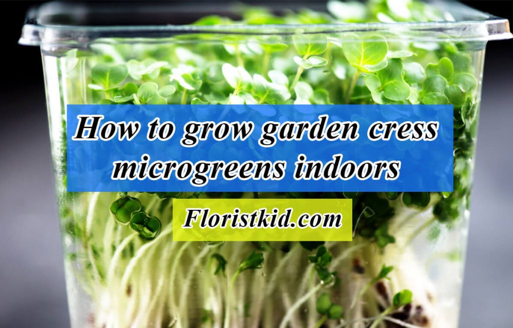 How to grow garden cress microgreens indoors