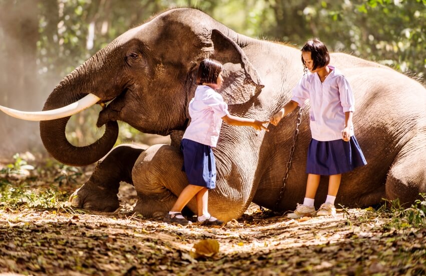 kids and elephant in forest school
