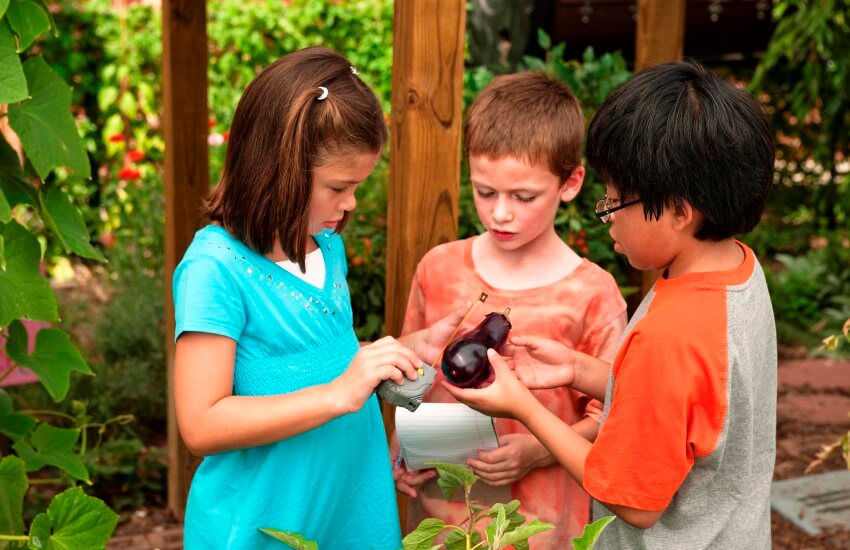 examining fruit by kids