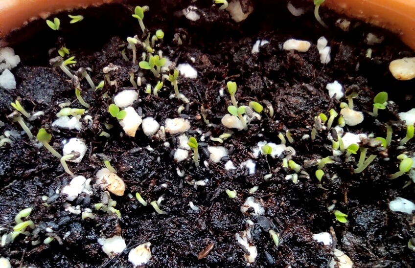 lemon balm seedlings