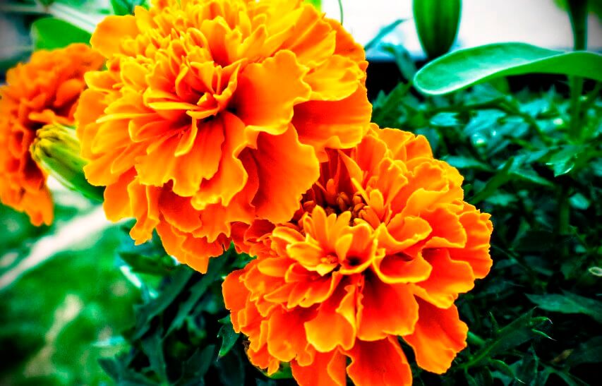 marigold flower- a pest control flower