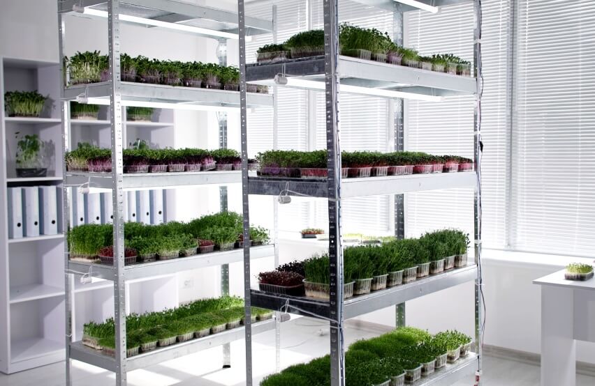 microgreen growing rack