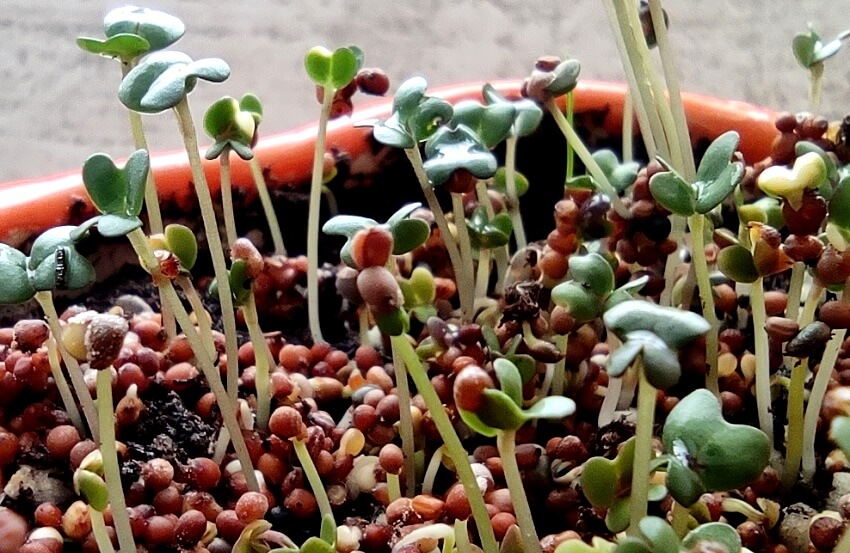 mustard sprouts in the soil