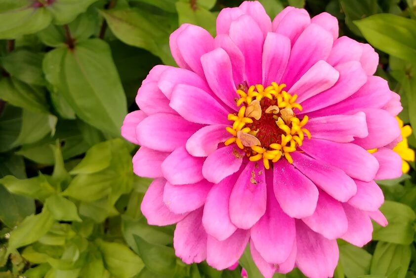 Zinnia flower - planting from the seeds