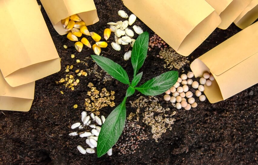 GMOs types of seeds for farming