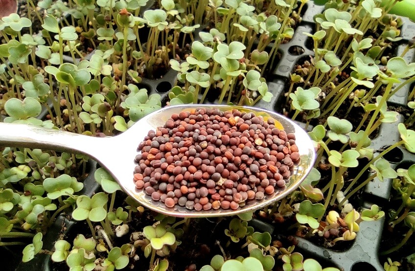 turnip microgreen seeds