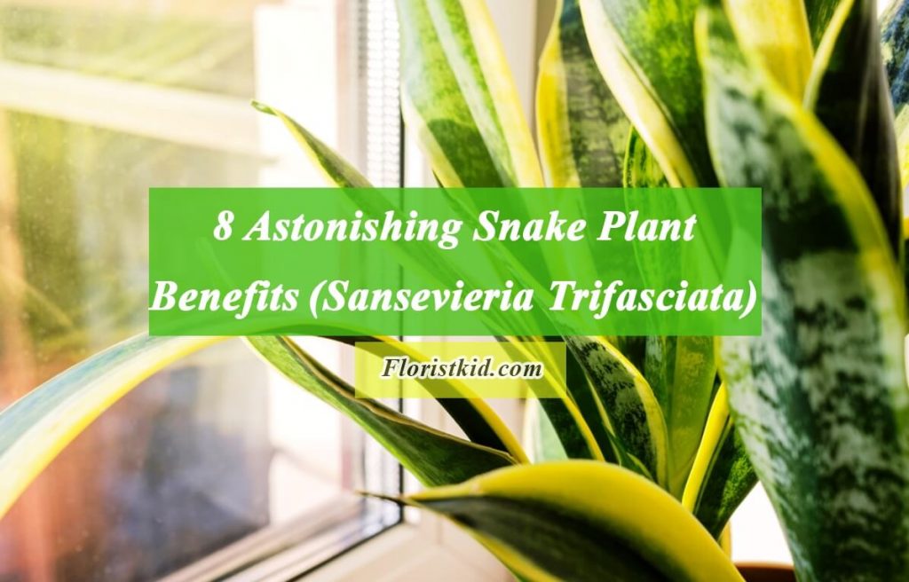 8 Astonishing Snake Plant Benefits (Sansevieria Trifasciata)