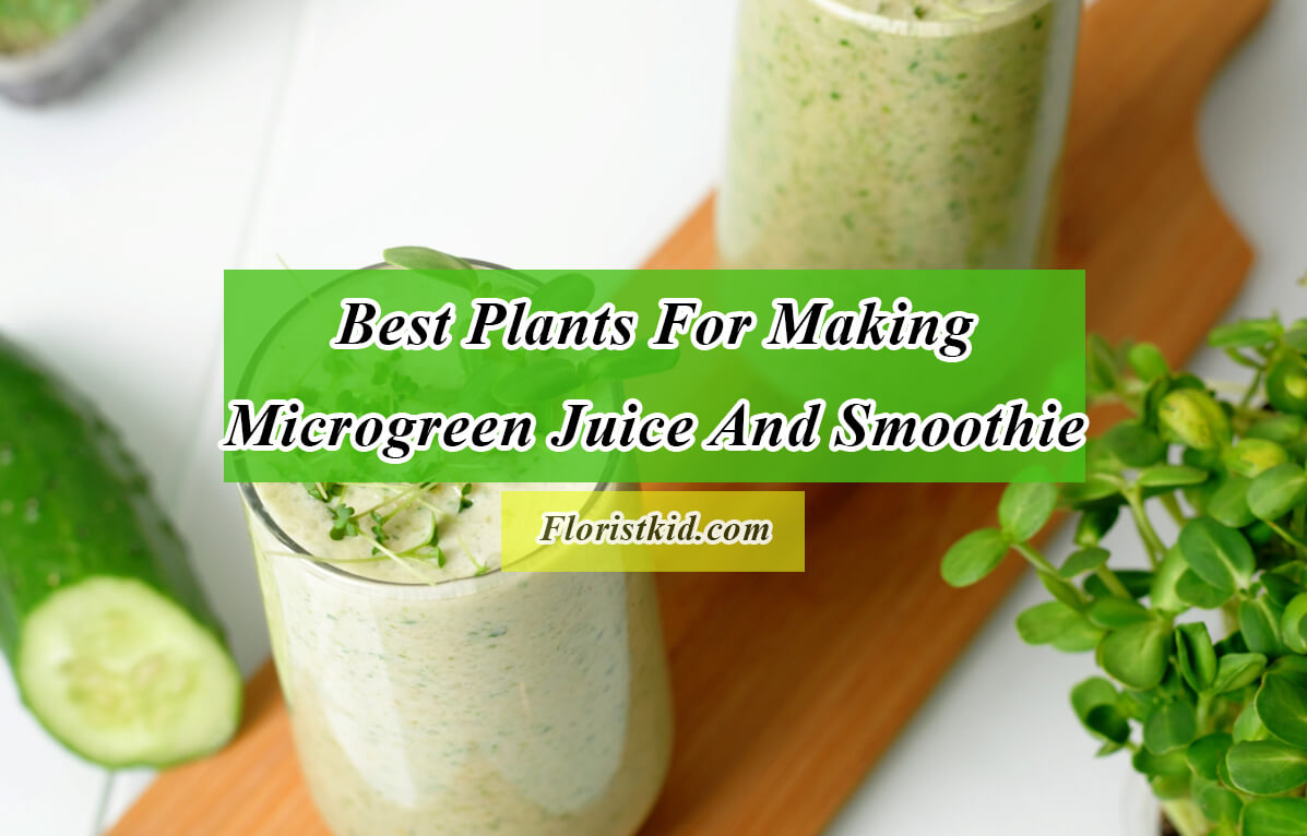 Best Plants For Making Microgreen Juice (+3 Smoothie Recipes)