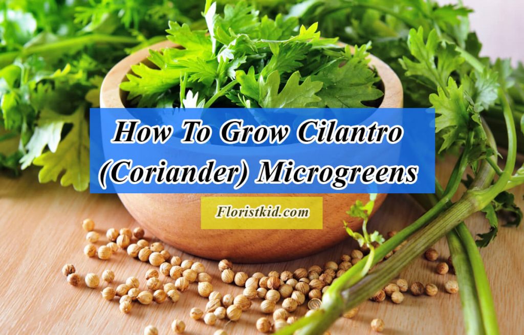 How To Grow Cilantro Microgreens (Coriander Microgreens)