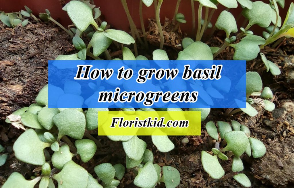 how to grow basil microgreens