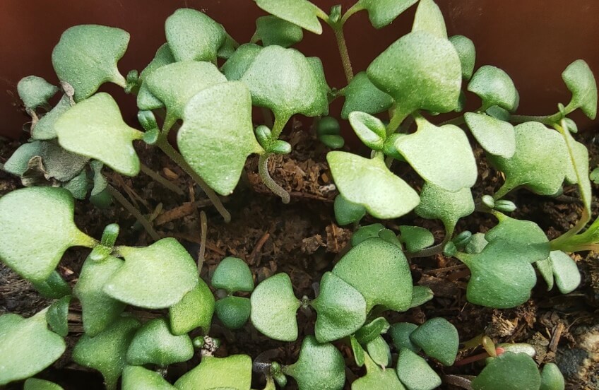 growing basil microgreens