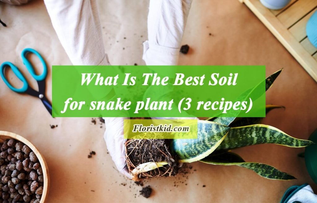 best soil for snake plants 2