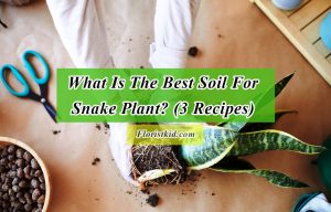 the best soil for snake plants