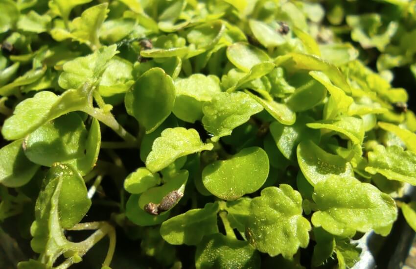 mature lemon balm microgreen