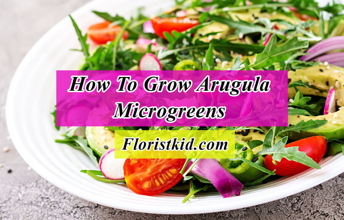 how to grow arugula microgreens