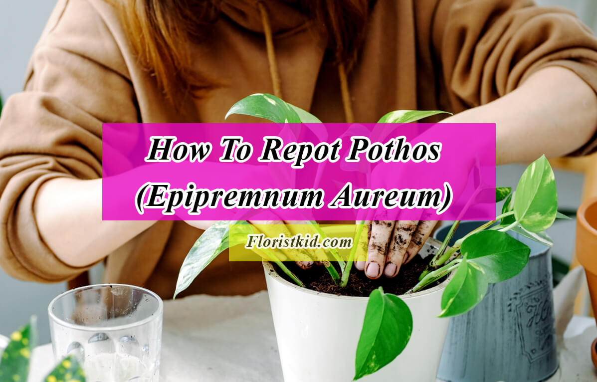 How to repot Pothos (Repot Epipremnum Aureum)