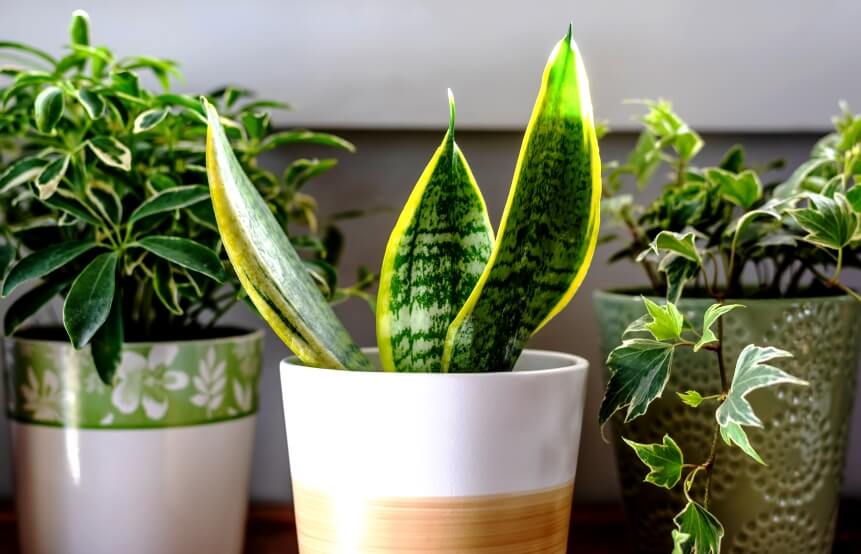 sansevieria plant