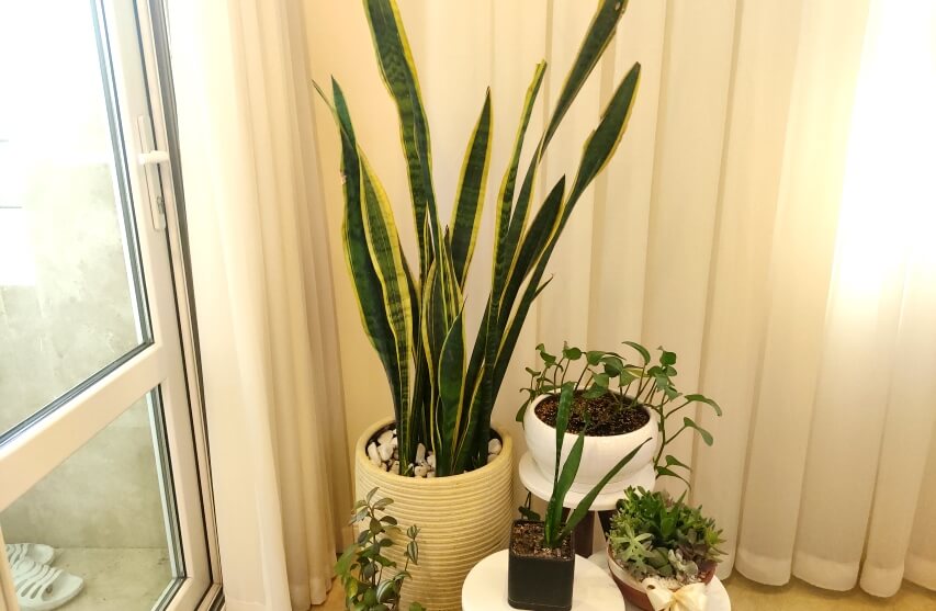 snake plant benefits in the apartment