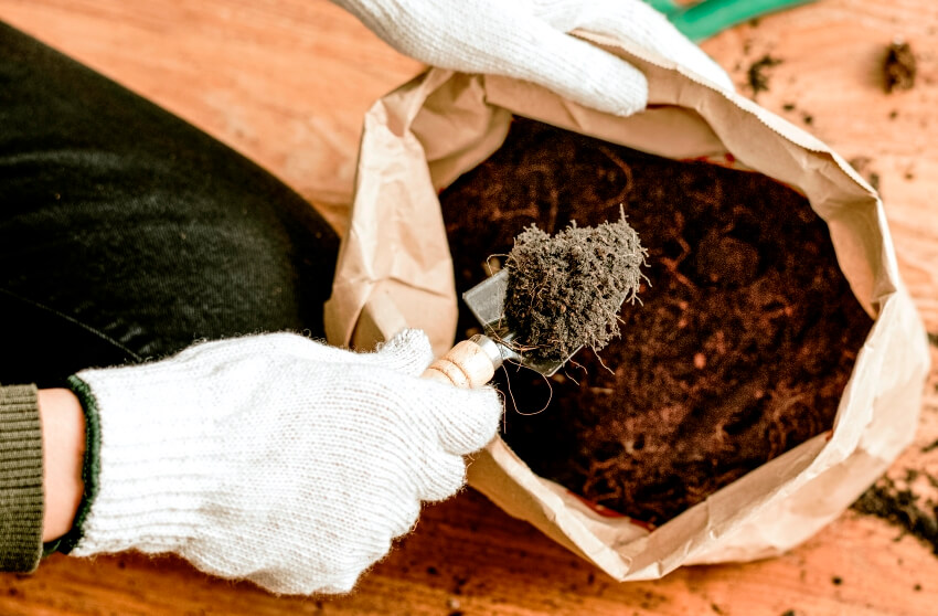soil for indoor plants