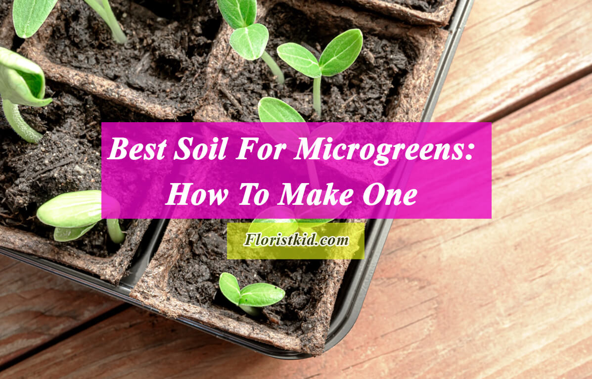 Best soil for microgreens