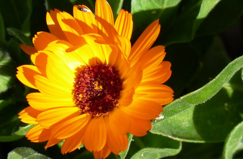 Calendula flower-edible flower