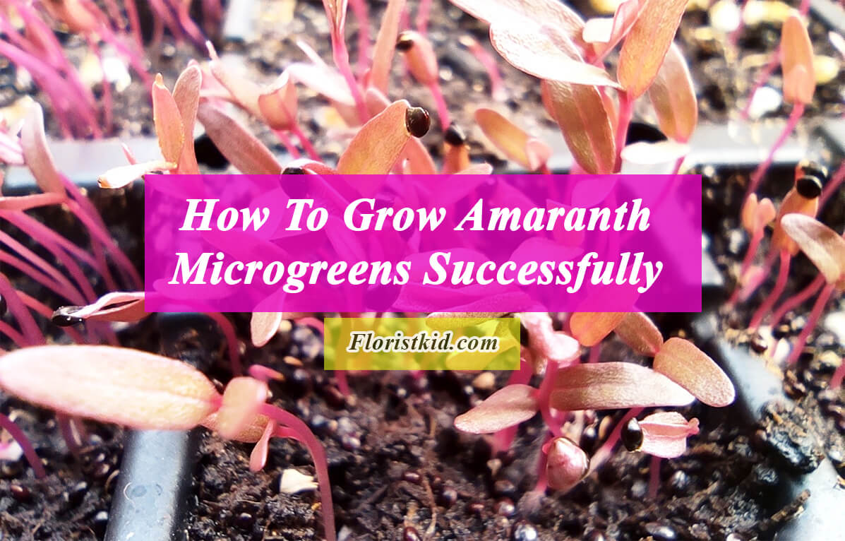 How To Grow Amaranth Microgreens