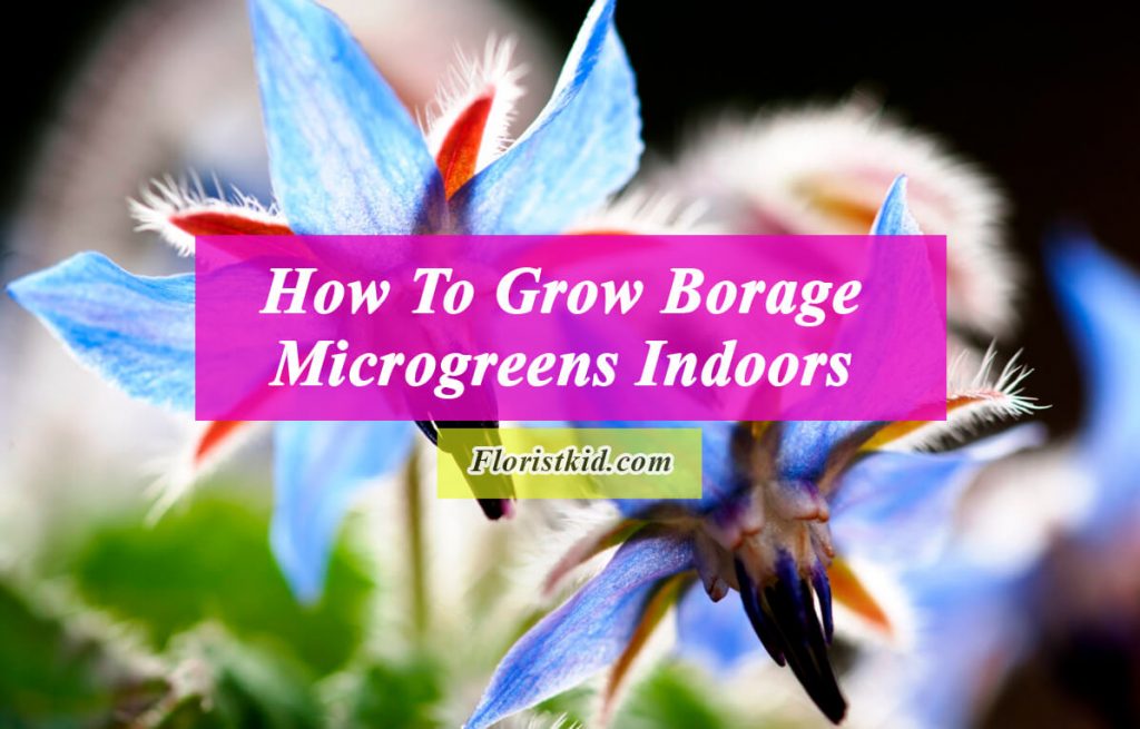 How To Grow Borage Microgreens Indoors