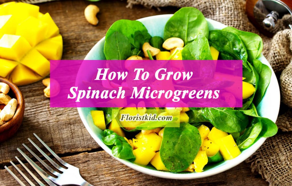 How To Grow Spinach Microgreens (History and benefits)