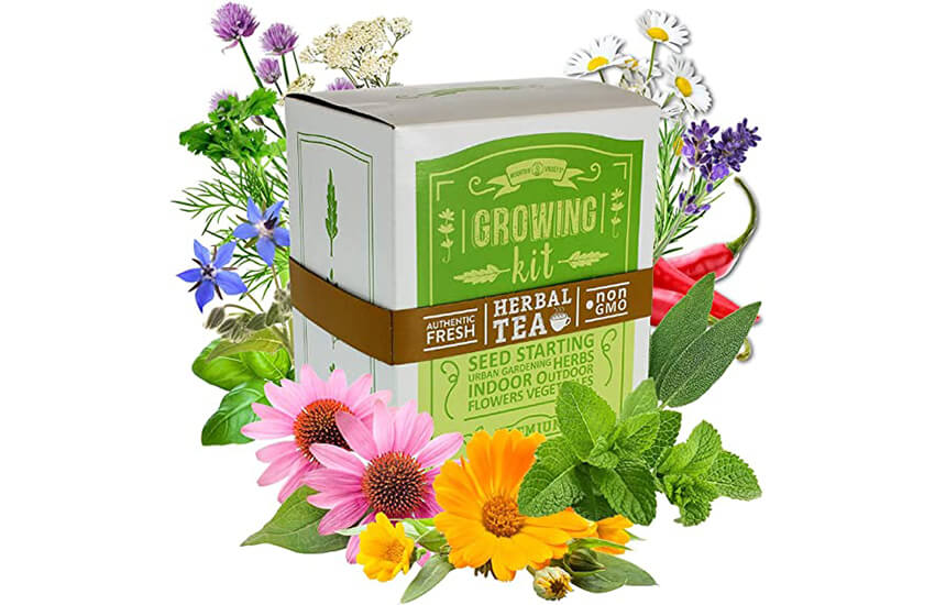 Medicinal & Herbal Tea growing kit