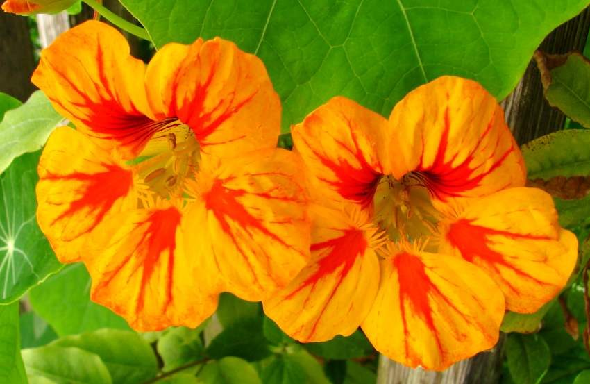 Nasturtiums flower-edible flower