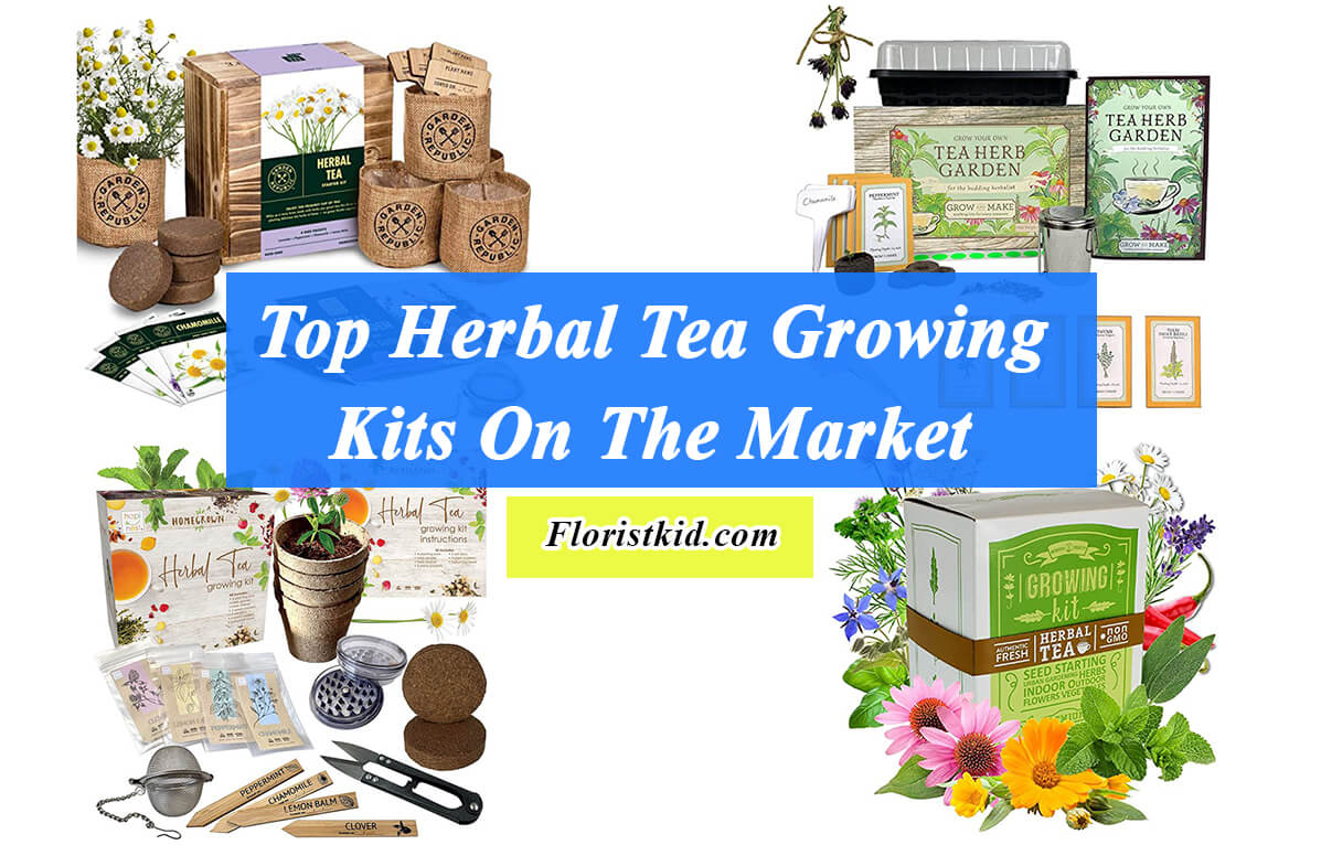 Top Herbal Tea Growing Kits On The Market