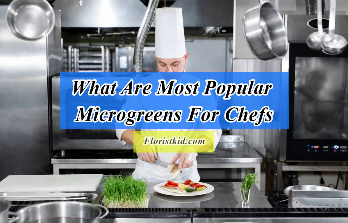 Most Popular Microgreens For Chefs