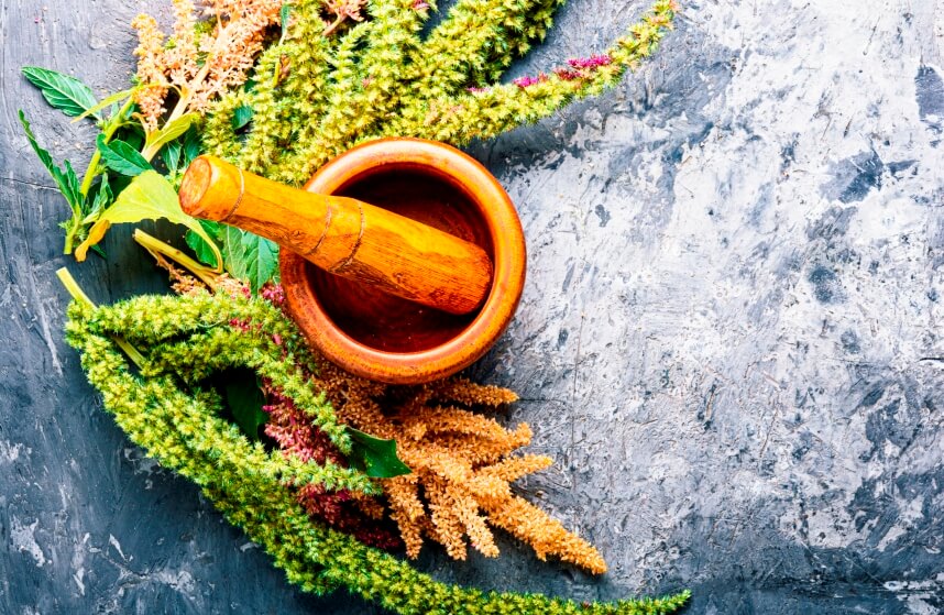 amaranth as a herbal medicine