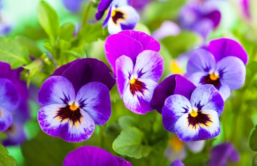 pansy flower- edible flower