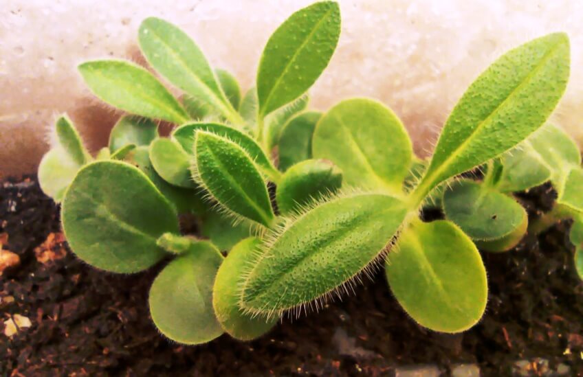 borage microgreens with true leaves