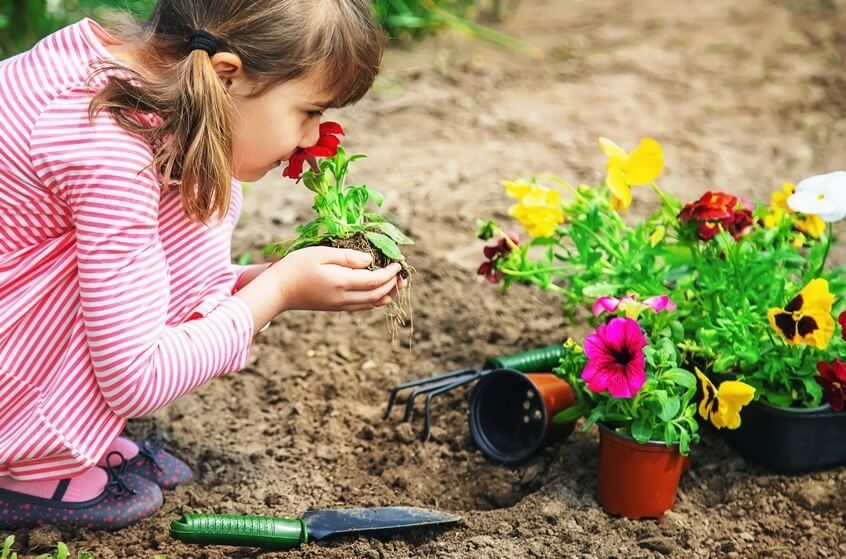growing edible flowers indoors with kids