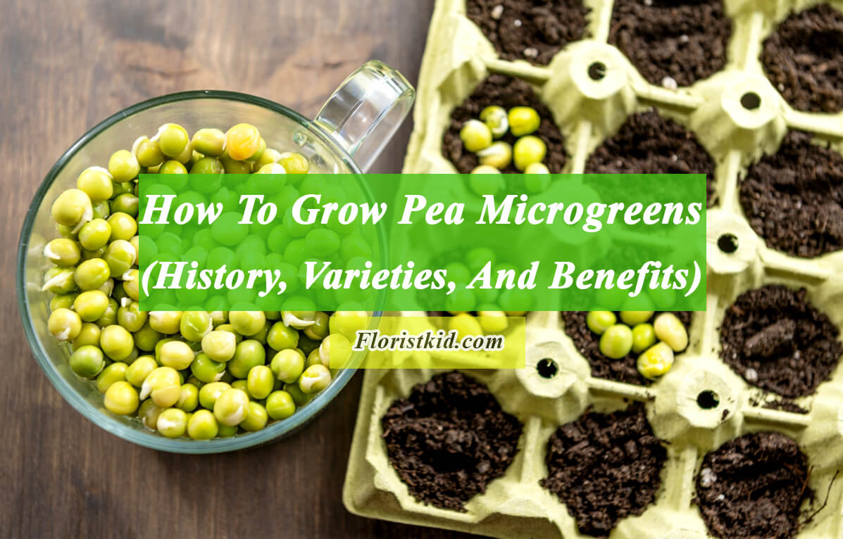 How To Grow Pea Microgreens