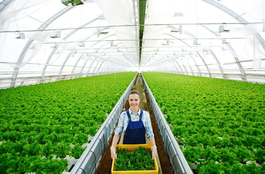 growing lettuce in greenhouse