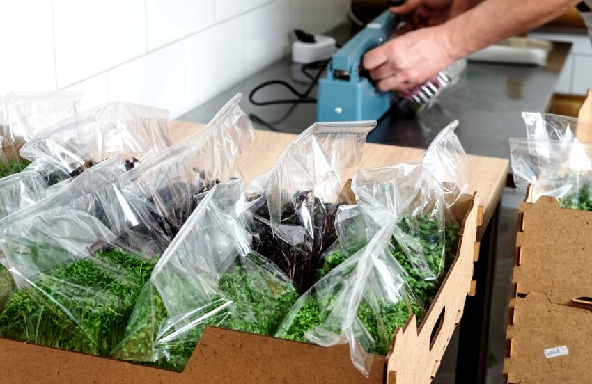 packaging of harvested pea microgreen