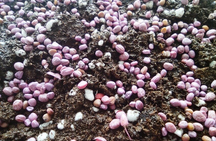 radish microgreens seeds