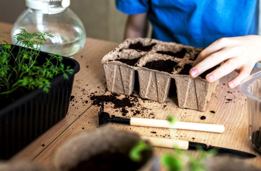 soil in microgreen tray