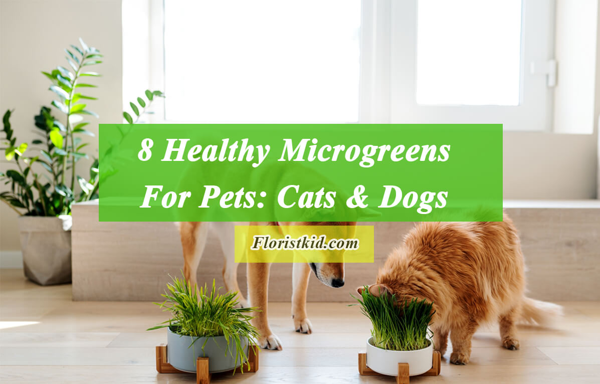 Healthy Microgreens For Pets: Cats & Dogs