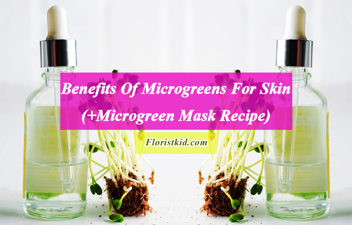 Benefits Of Microgreens For Skin (+Microgreen Mask Recipe)