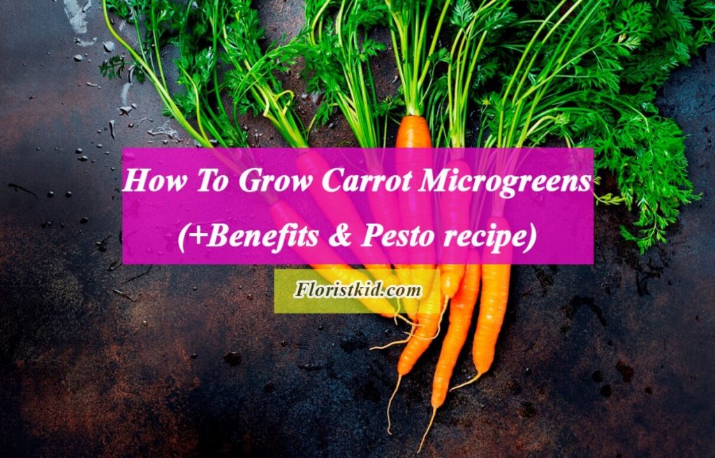 How To Grow Carrot Microgreens (Benefits & Pesto recipe)