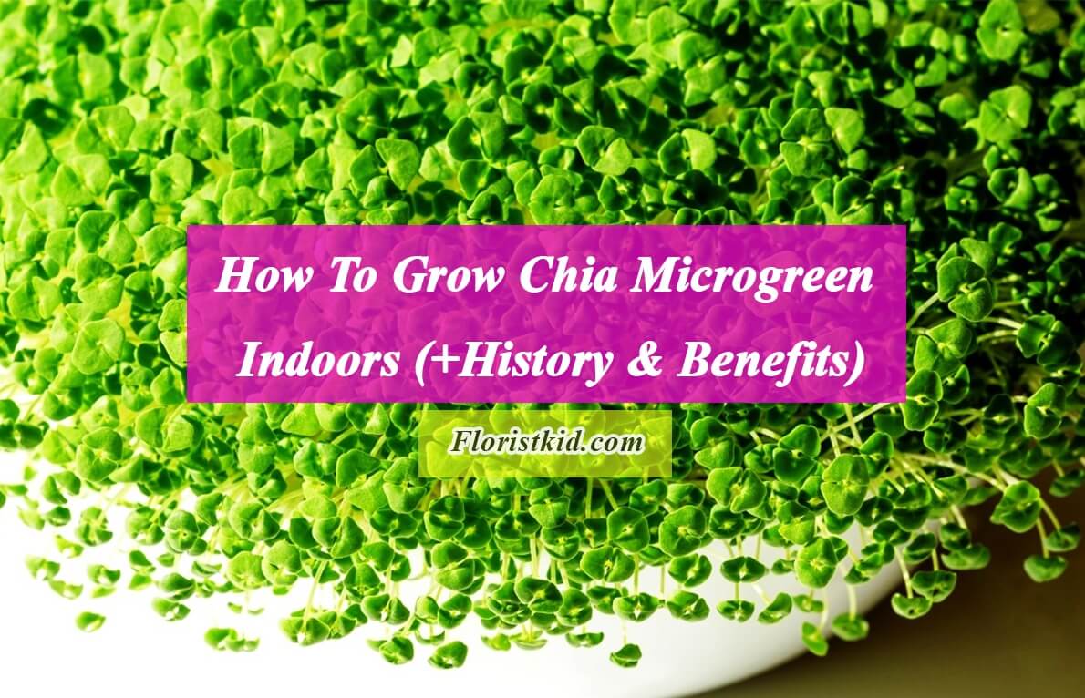 How To Grow Chia Microgreen Indoors (+History & Benefits)