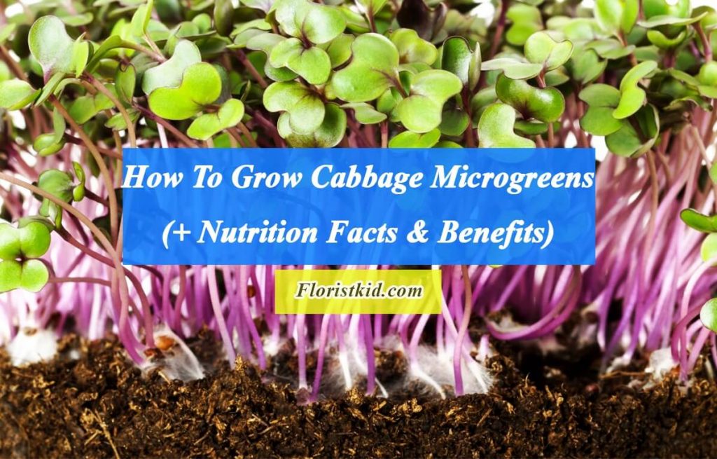 How To Grow Clover Microgreens (History And Benefits)