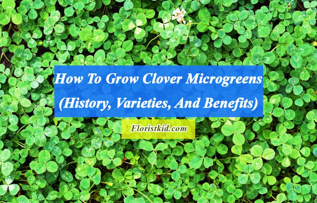 How To Grow Clover Microgreens (History, Varieties, And Benefits)