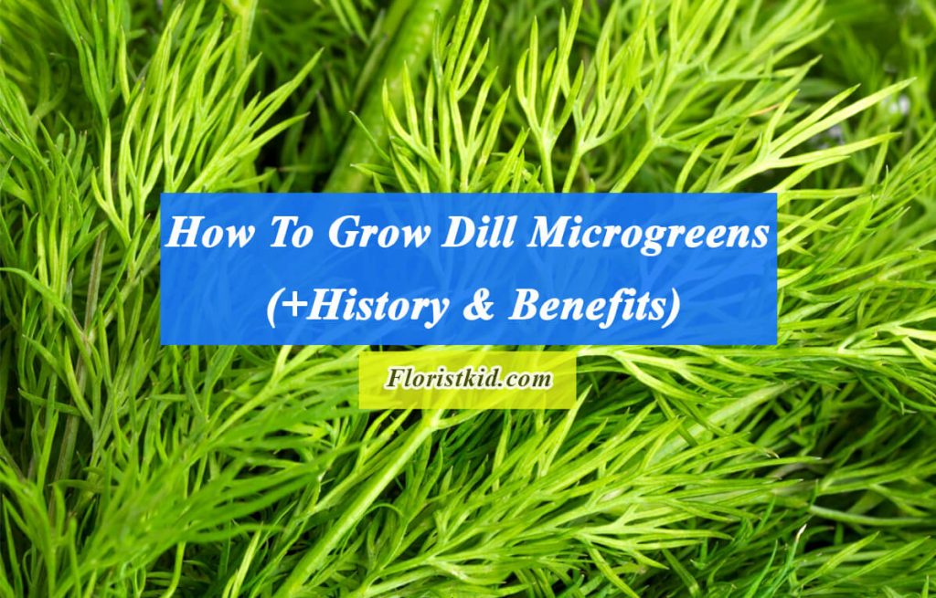 How To Grow Dill Microgreens (+History & Benefits)