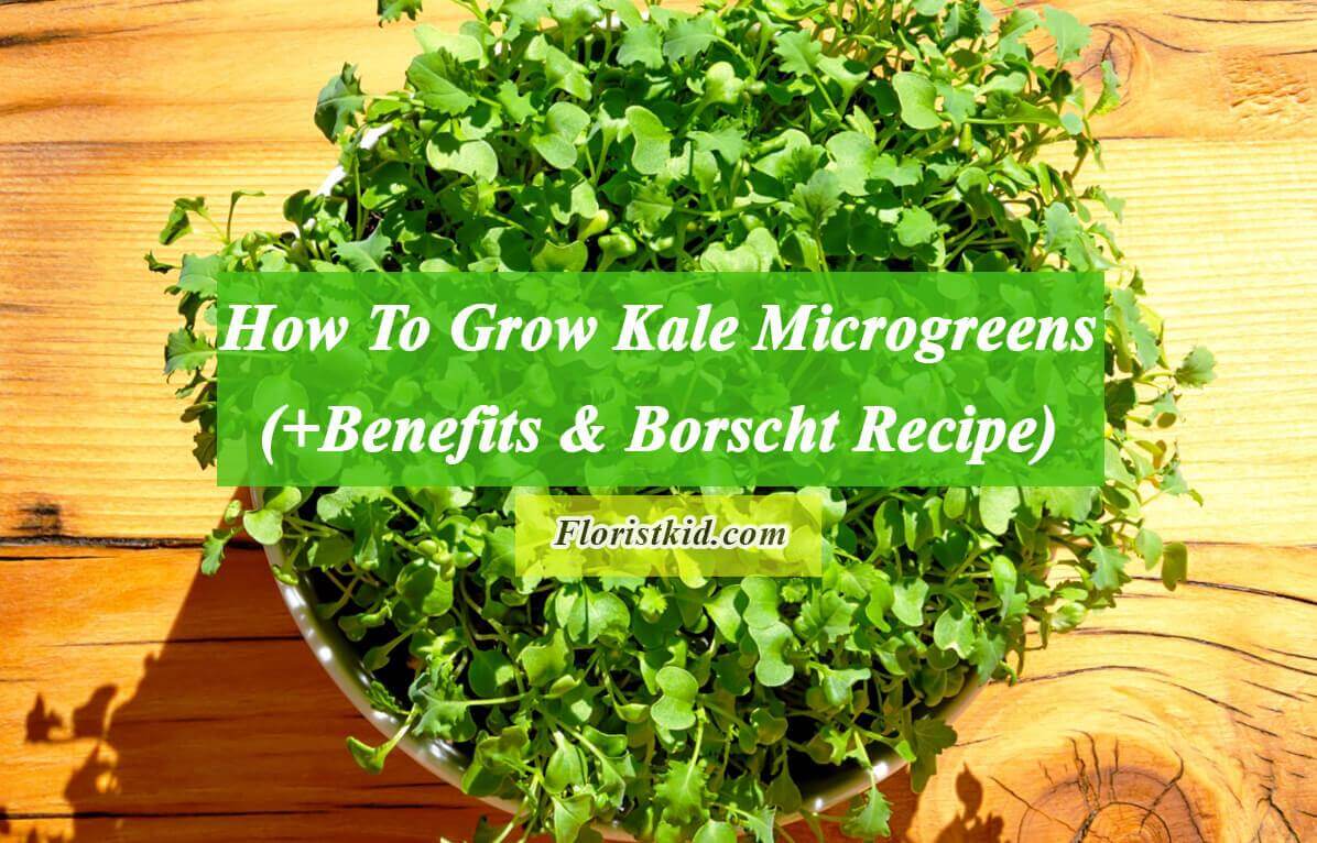 How To Grow Kale Microgreens