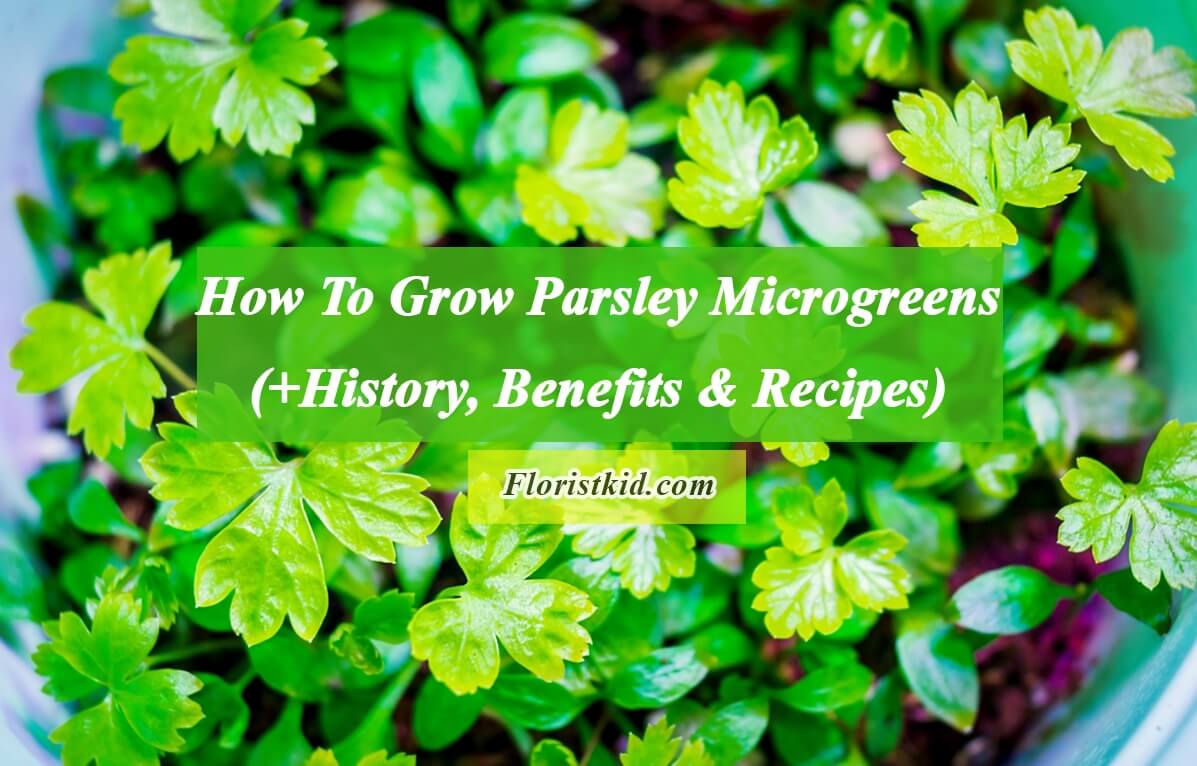 How To Grow Parsley Microgreens (+History, Benefits & Recipes)